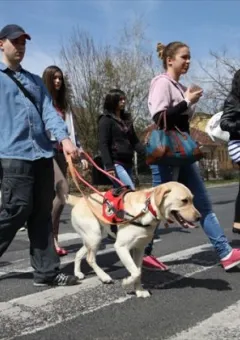 Baráthegyi Vakvezető- és Segítőkutya Iskola Alapítvány
