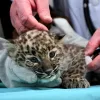 Perzsa leopárd született a Miskolci Állatkertben – a nevéről március 15-én szavazhatnak a látogatók